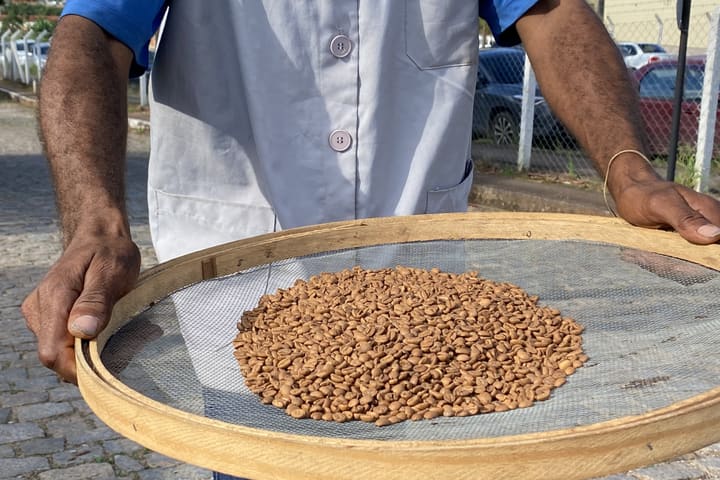 A roaster holding a wide sieve of sorted green coffee beans.
