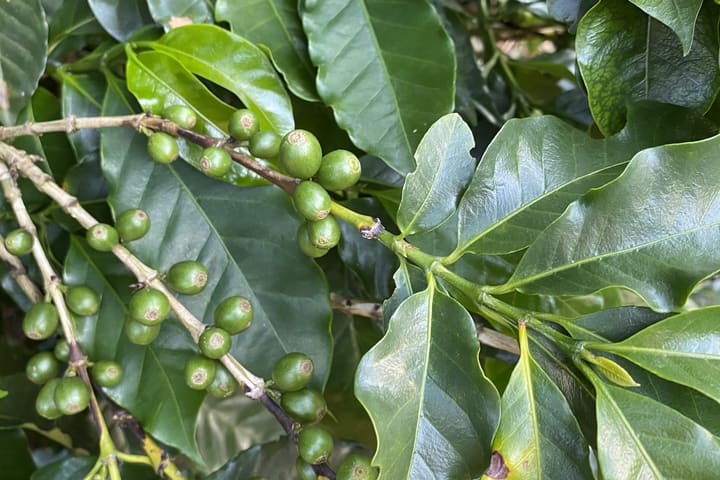 Unripe coffee cherries on the branch at a farm.